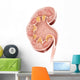 Cross Section Human Kidney Wall Decal