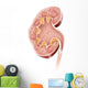 Cross Section Human Kidney Wall Decal