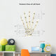 Posterior Left Hand with Wall Decal