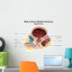 Sagittal Male Urinary Bladder Wall Decal