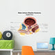Sagittal Male Urinary Bladder Wall Decal