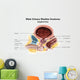 Sagittal Male Urinary Bladder Wall Decal