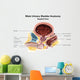 Sagittal Male Urinary Bladder Wall Decal