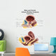 Anatomy Male and Female Wall Decal Design 2