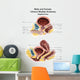 Anatomy Male and Female Wall Decal Design 2