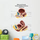 Anatomy Male and Female Wall Decal Design 2