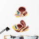 Anatomy Male and Female Wall Decal Design 1