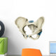 Anterior Human Pelvis Wall Decal