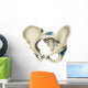 Anterior Human Pelvis Wall Decal