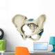 Anterior Human Pelvis Wall Decal