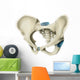 Anterior Human Pelvis Wall Decal