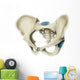 Anterior Human Pelvis Wall Decal
