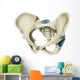 Anterior Human Pelvis Wall Decal