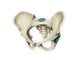 Anterior Human Pelvis Wall Decal