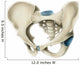 Anterior Human Pelvis Wall Decal
