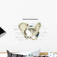 Anterior Human Pelvis with Wall Decal
