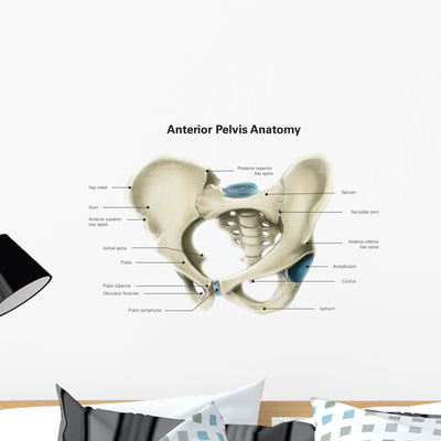 Anterior Human Pelvis with Wall Decal shown on a wall