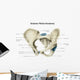Anterior Human Pelvis with Wall Decal