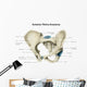 Anterior Human Pelvis with Wall Decal