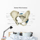 Anterior Human Pelvis with Wall Decal