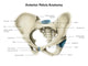 Anterior Human Pelvis with Wall Decal