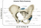 Anterior Human Pelvis with Wall Decal