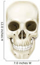 Anterior Human Skull Wall Decal