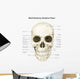 Anterior Human Skull with Wall Decal