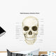 Anterior Human Skull with Wall Decal