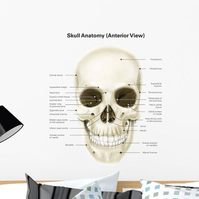 Anterior Human Skull with Wall Decal shown on a wall