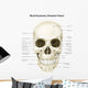Anterior Human Skull with Wall Decal