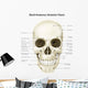 Anterior Human Skull with Wall Decal