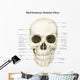 Anterior Human Skull with Wall Decal