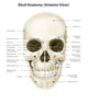 Anterior Human Skull with Wall Decal