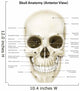 Anterior Human Skull with Wall Decal
