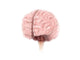 Brain Surface Anatomy Wall Decal