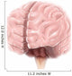 Brain Surface Anatomy Wall Decal