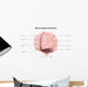 Brain Surface Anatomy with Wall Decal