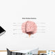 Brain Surface Anatomy with Wall Decal
