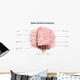Brain Surface Anatomy with Wall Decal