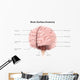 Brain Surface Anatomy with Wall Decal
