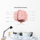 Brain Surface Anatomy with Wall Decal