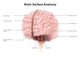 Brain Surface Anatomy with Wall Decal