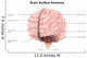Brain Surface Anatomy with Wall Decal