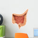 General Colon Anatomy Wall Decal Design 1