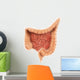 General Colon Anatomy Wall Decal Design 1