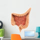 General Colon Anatomy Wall Decal Design 1