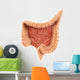 General Colon Anatomy Wall Decal Design 1