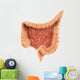 General Colon Anatomy Wall Decal Design 1