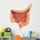General Colon Anatomy Wall Decal Design 1
